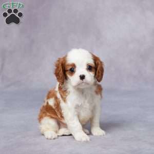 Ellen, Cavalier King Charles Spaniel Puppy